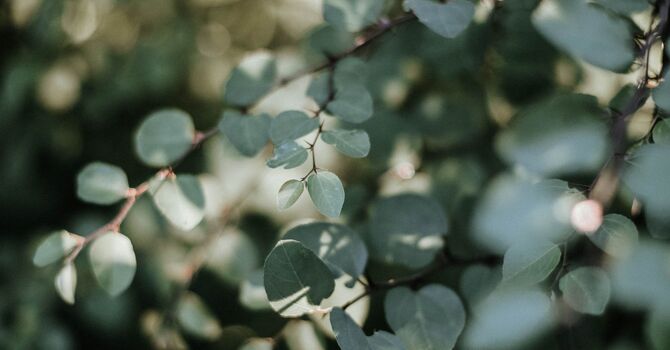 Acupuncture: A Practical Guide image